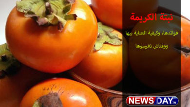 فوائد نبتة الكريمة ( الكاكا) وكيفية العناية بها ومتى غرسها ( فيديو) فوائد الكاكا أو نبتة الكريمة