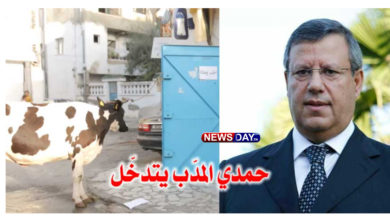 بعد فيديو العطار الذي جلب بقرة لحرفائه .. حمدي المدب يتدخل ( فيديو) حمدي المدب