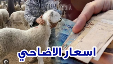أسعار الأضاحي
