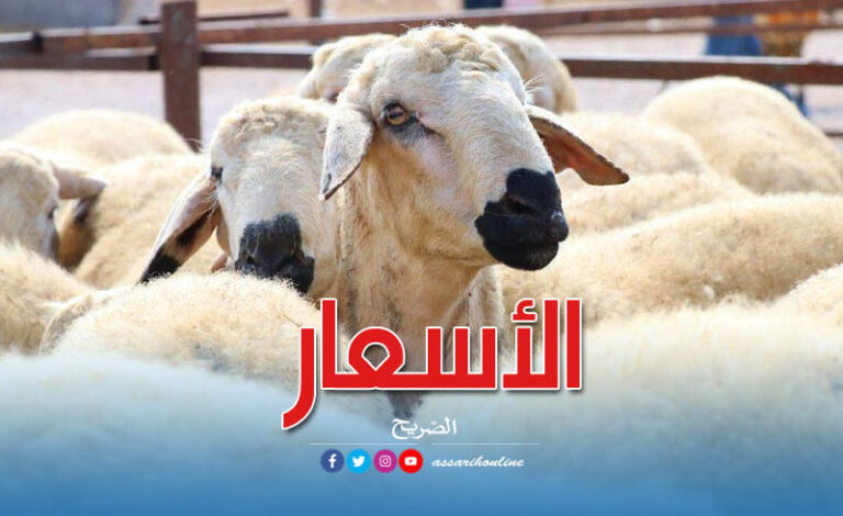 شركة اللّحوم تنطلق في بيع علوش العيد..وهذه الأسعار..