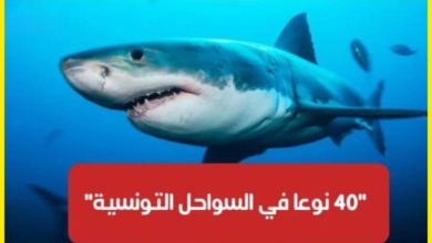 مختصّ في البيولوجيا : 40 نوعا من أسماك القرش في السواحل التونسية.. وهذه أماكن تواجدها (فيديو) مختصّ في البيولوجيا : 40 نوعا من أسماك القرش في السواحل التونسية.. وهذه أماكن تواجدها (فيديو)