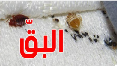 البق