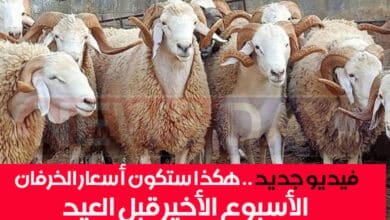 أسعار الخرفان