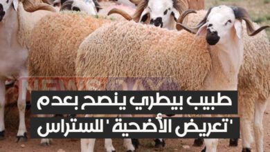 طبيب بيطري ينصح بعدم تعريض الأضحية ' للستراس ' mouton tunsiien