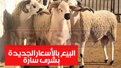 أسعار العلوش