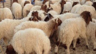 قبل عيد الأضحى: وزارة الفلاحة تنشر بلاغ عاجل يهم كل التونسيين mouton aid