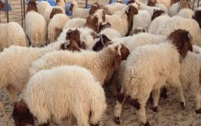 قبل عيد الأضحى: وزارة الفلاحة تنشر بلاغ عاجل يهم كل التونسيين mouton aid