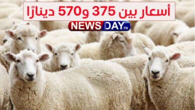 تونس : انطلاق بيع الخروف الروماني بأسعار بين 375 و570 دينارًا mouton romain copie