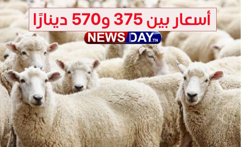 تونس : انطلاق بيع الخروف الروماني بأسعار بين 375 و570 دينارًا mouton romain copie